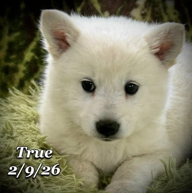 02-09 true 66c23253-9194-49a7-9d36-8f73afcd4754.jfif