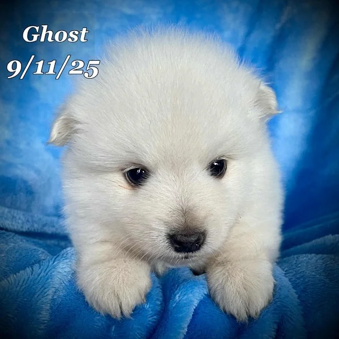 09-11 ghost 31767da4-55c2-4ca5-930a-d7361ae882a8.jpg