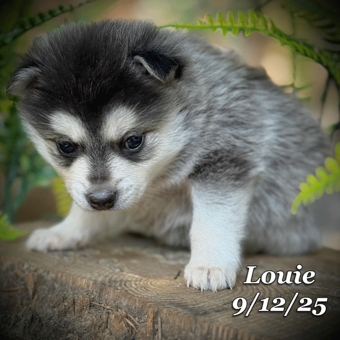09-11 louie b66ae3f8-d153-47a8-8bb1-27d677335ea9.gif