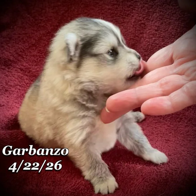 04-22 j garbanzo f5b879ed-7282-4dba-882f-a580eb9ae2e6.jfif