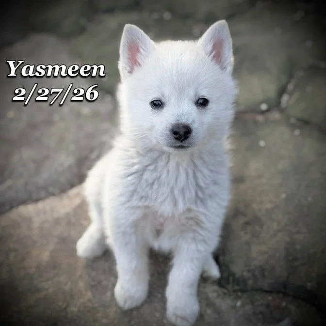 02-27 j yasmeen 098d2be5-0efe-456e-afef-cfff0be2da11.jpg