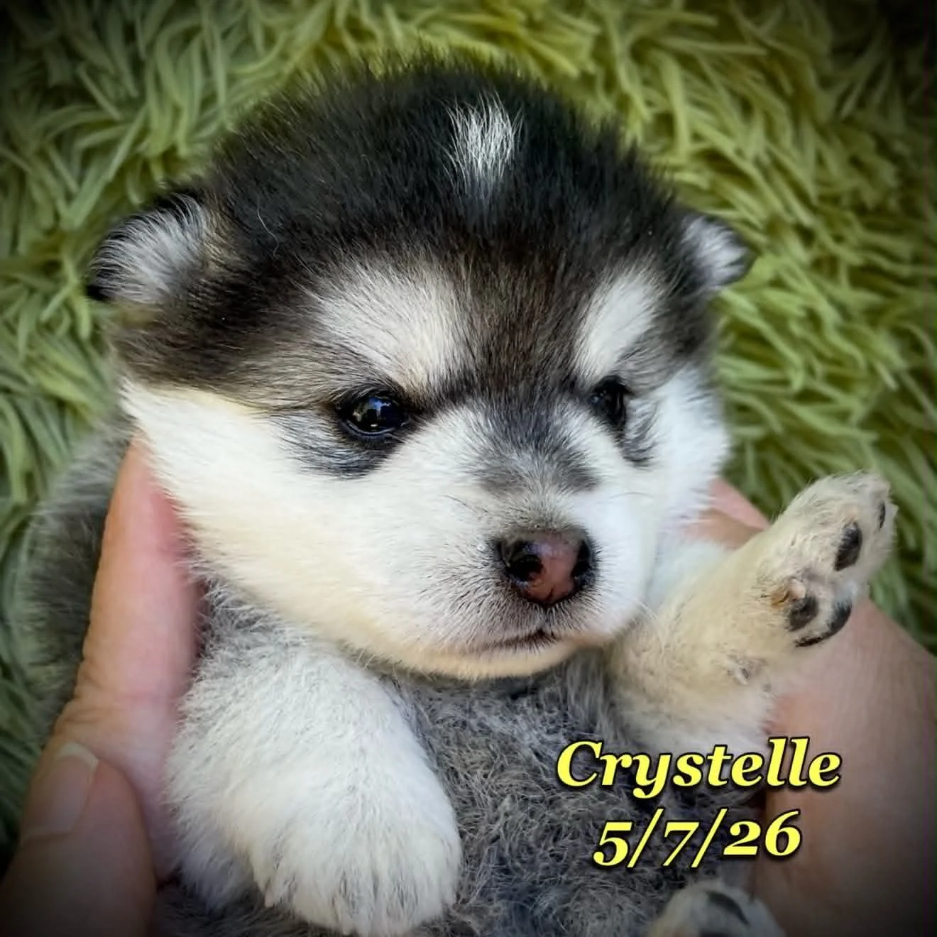 05-07 z crystelle 2f78889c-cfe1-48cf-bc54-b2e92e62931b.jfif
