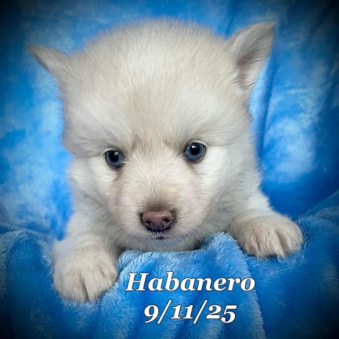 09-11 habanero b849fba0-d20c-4a9c-8a09-d0963b770144.jpg