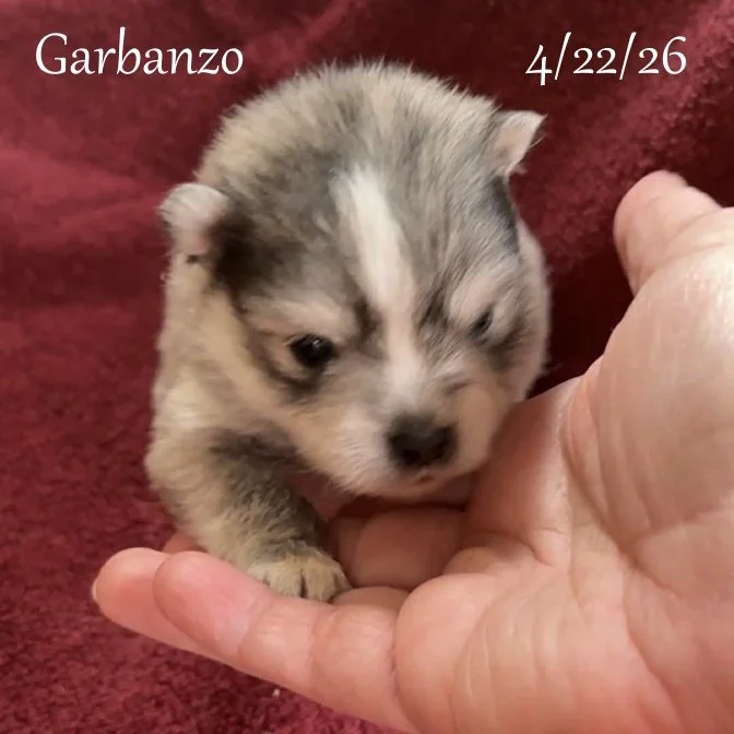 04-22 j garbanzo 68d9dfa6-1d8a-4bea-9ecd-72247ba72567.jfif