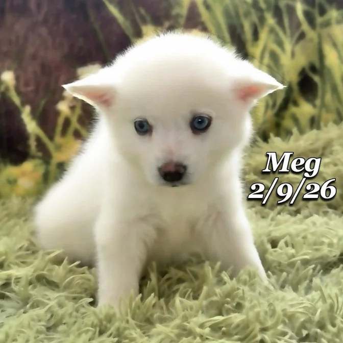 02-09 s meg 035d1d31-93a9-4a1a-8a4a-5208ec191d7f.jfif