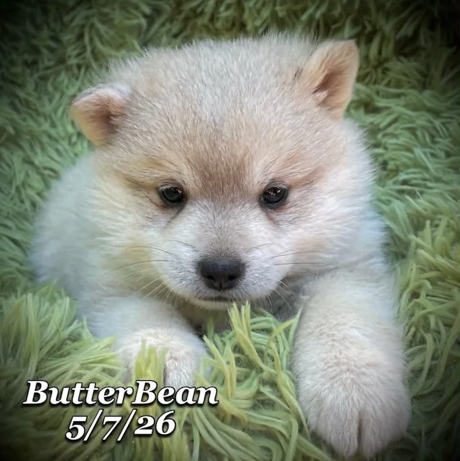05-07 j butter b3a1fa05-25cd-4f43-ad5e-b99175f09a6b.jfif