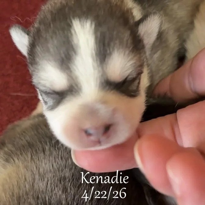 04-22 z kenadie ae3463f6-6123-4c28-9397-4d1ee348b33d.jfif