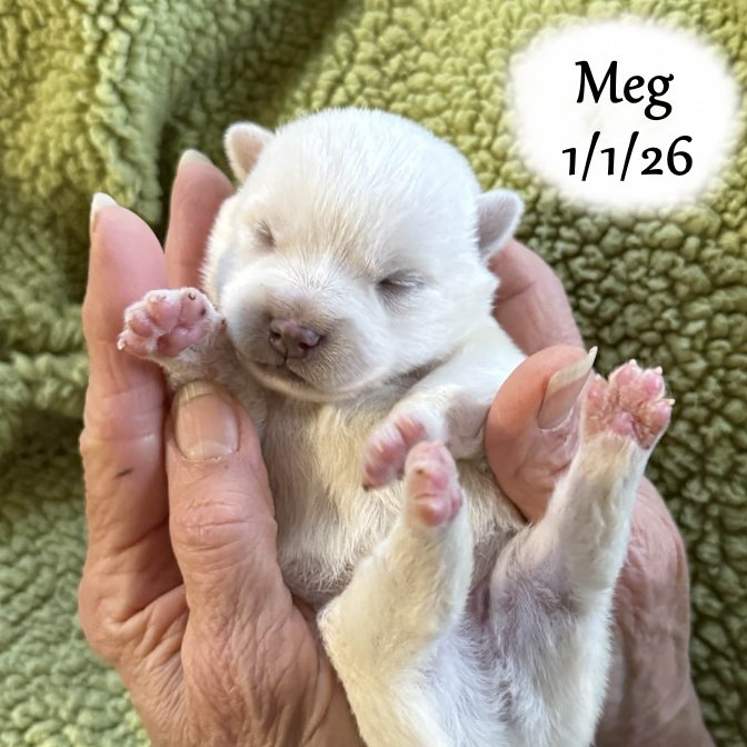 01-01 s meg 0e041990-b183-44f3-af5d-270f1dccfc3c.jfif