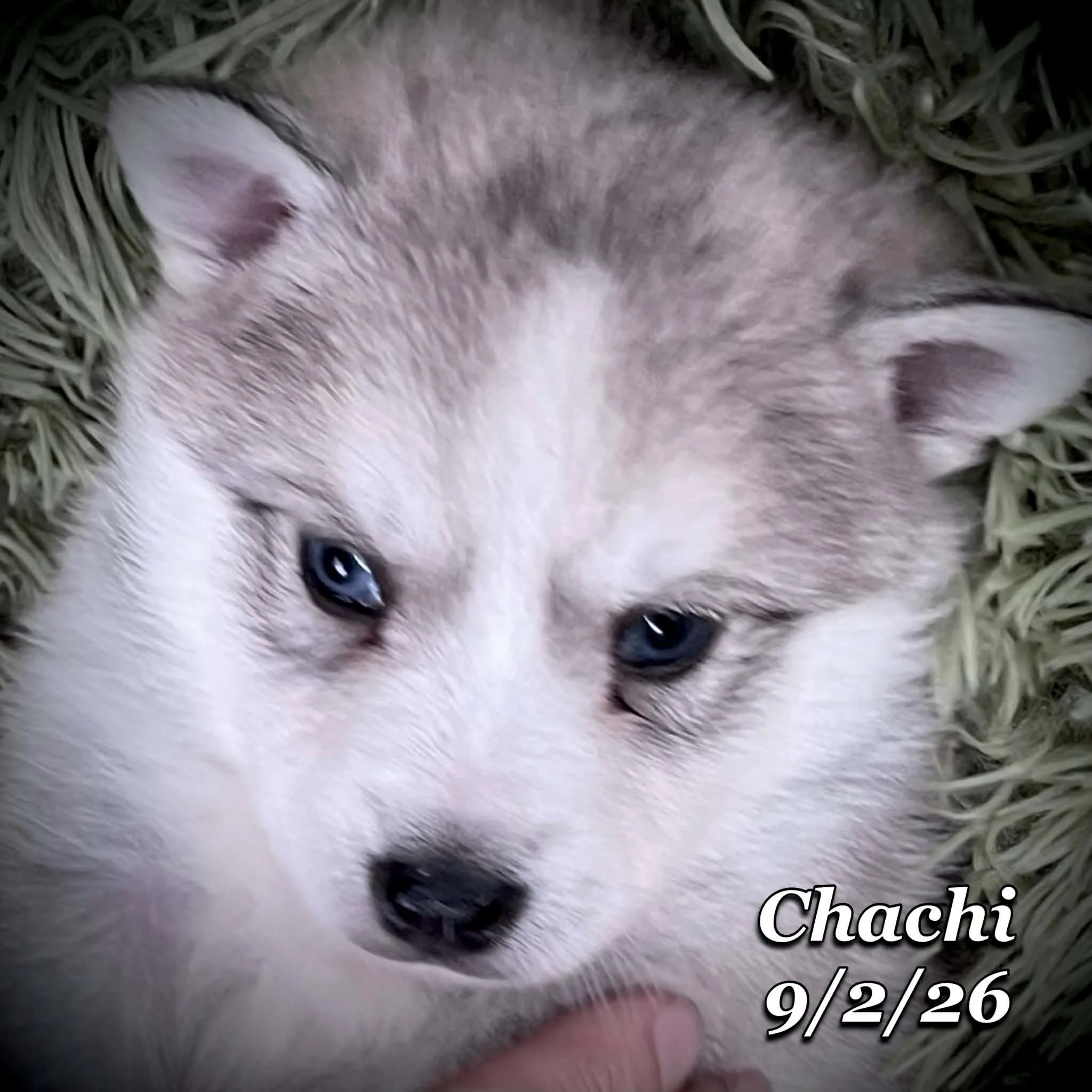 09-02 chachi b0e93eef-83f5-49bb-9c82-7573bbd2f132.jfif