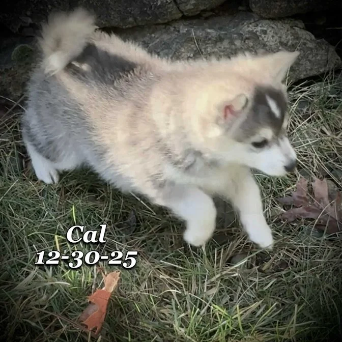 12-30 cal 71083bca-47fa-44ce-8367-8df1001f7014.jfif