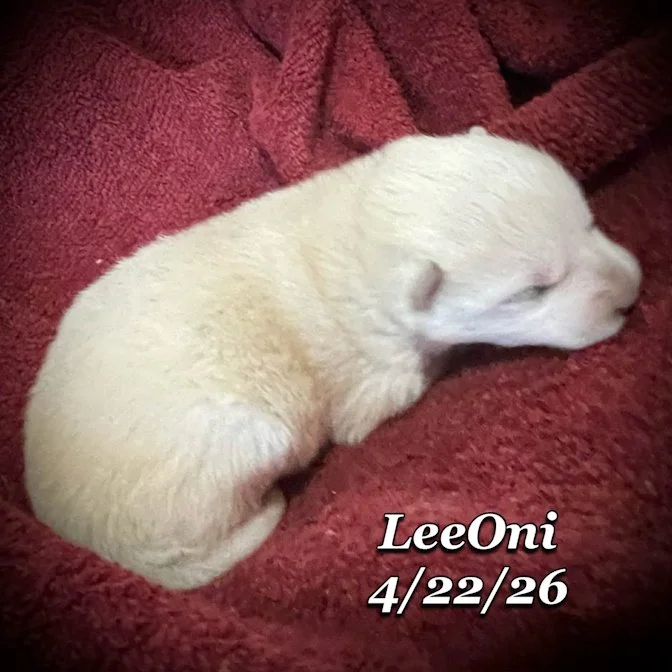 04-22 z leeoni 64b5cf63-578a-424b-a365-f5517e3e5ed4.jfif