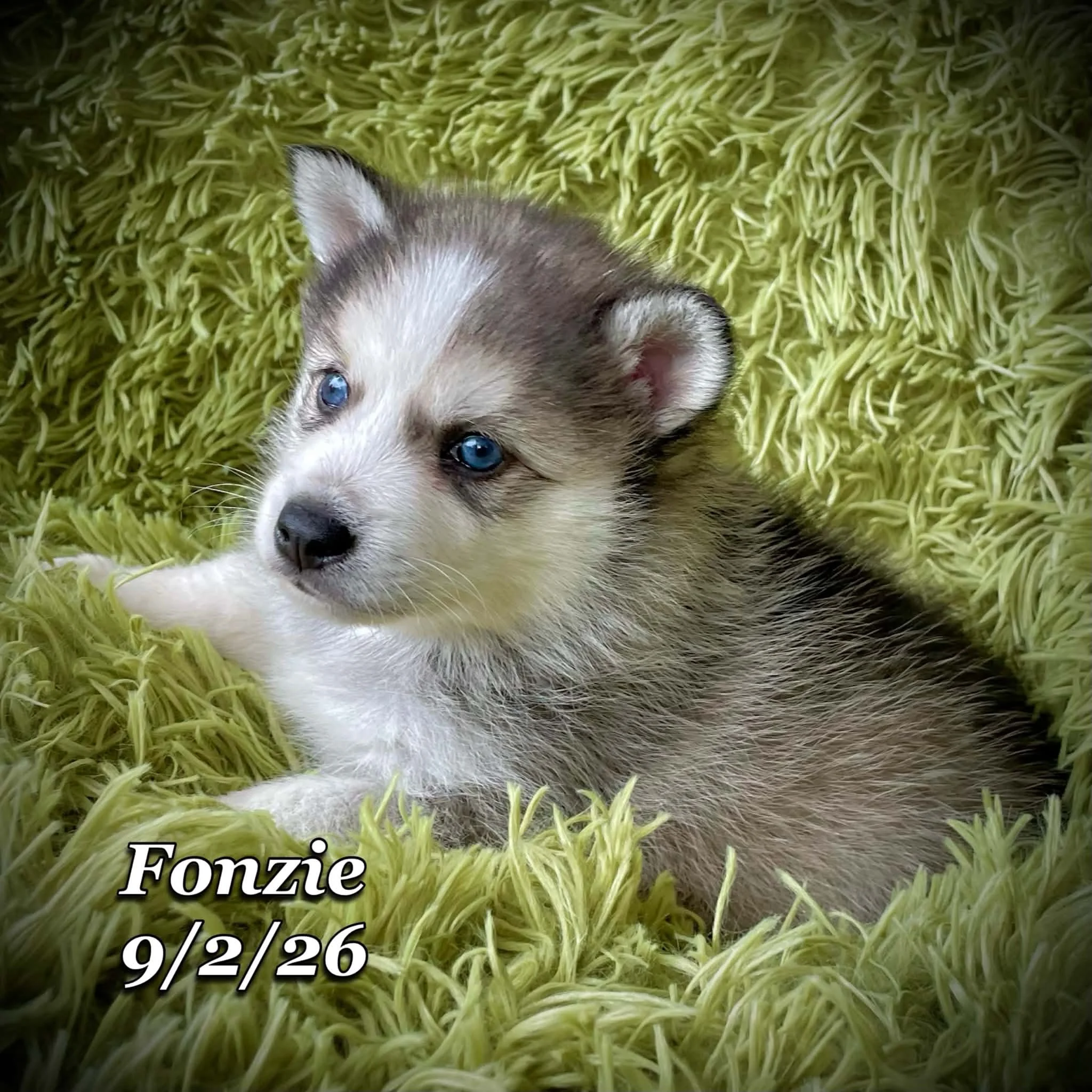 09-02 fonzie fc3a36df-f09f-4e96-9b4e-d7c6b68104e1.jfif