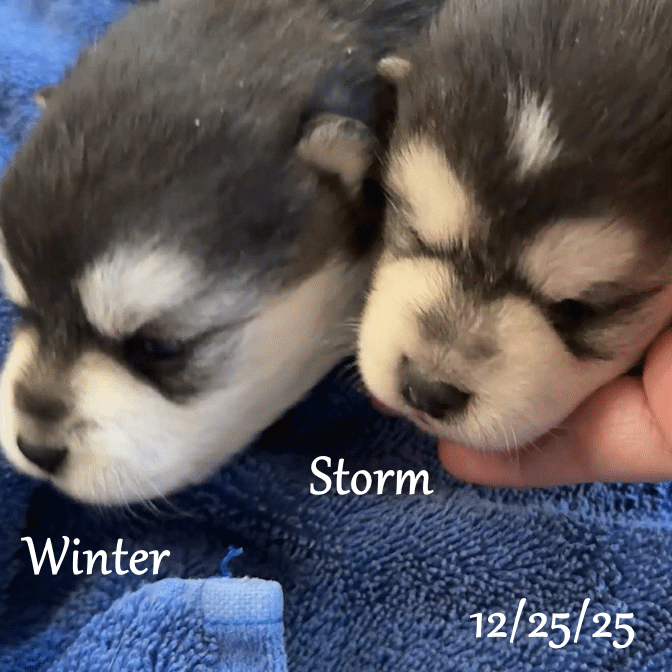 12-25 a winter storm aaf20ff9-c3cf-4418-9b45-22eaae6e1057.gif