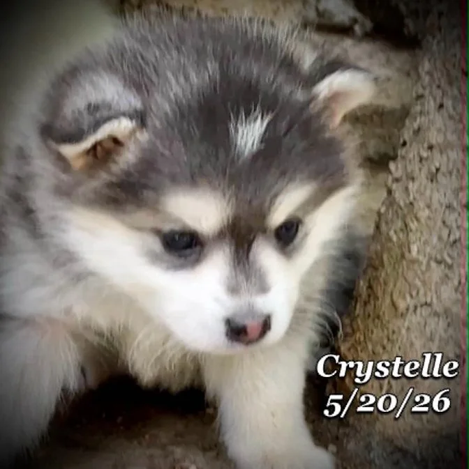05-20 z crystelle 81eb773c-1505-4804-b29c-d18456c54a85.jfif