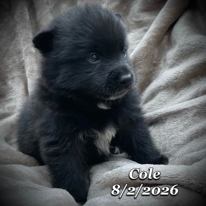 08-02 cole 4c5f2ba1-ea6b-43fa-a087-3caded745694.jfif