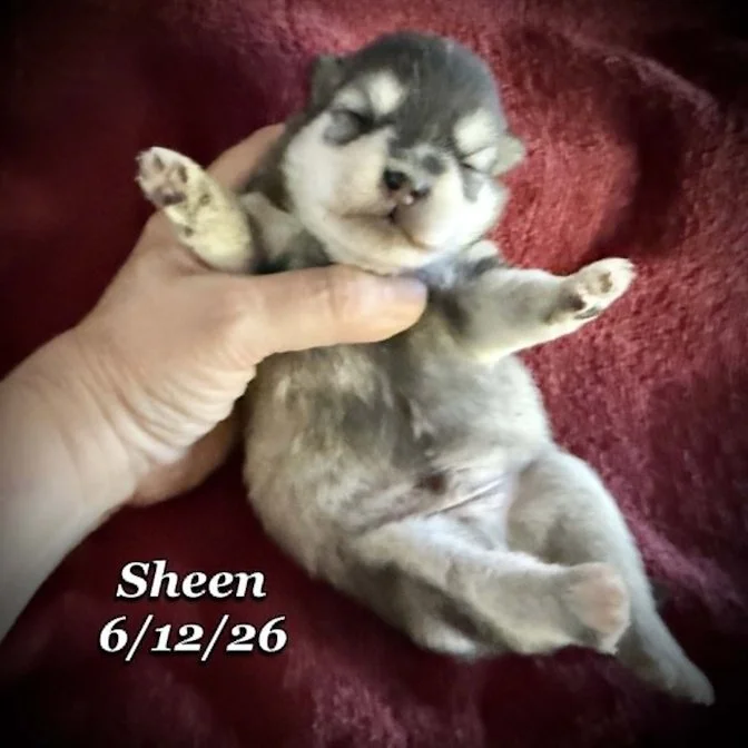 06-12 n sheen c80ba66b-85b1-4bbb-8c54-7f773aa67051.jpg