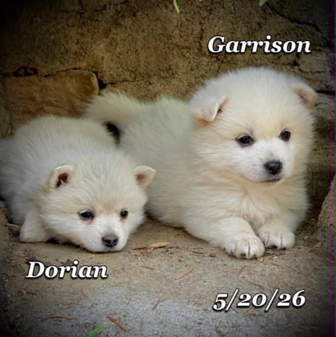 05-20 z dorian d72ba1af-5182-44b1-bcd1-e408ec7a2943.jfif
