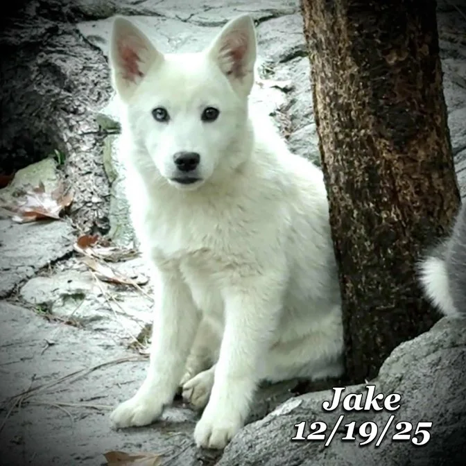 12-19 jake 13839af4-9123-4195-9862-2828a006ad9f.jfif