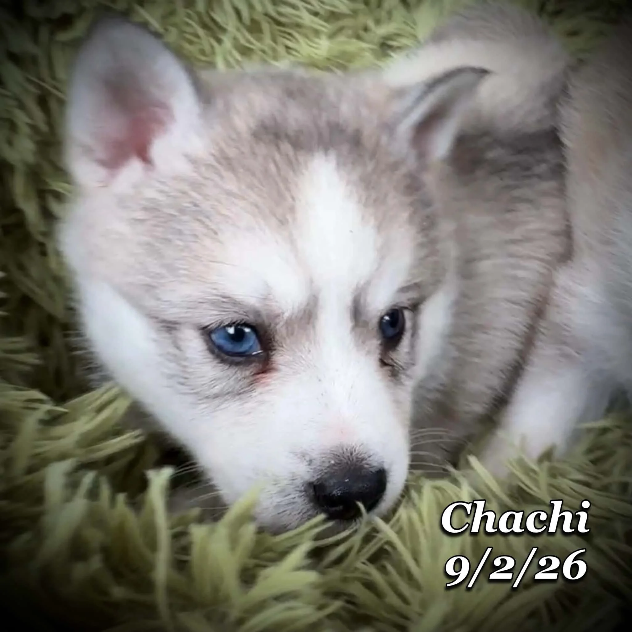 09-02 chachi e9002d4a-f8da-41fa-8c7b-b7bcee6597c9.jfif