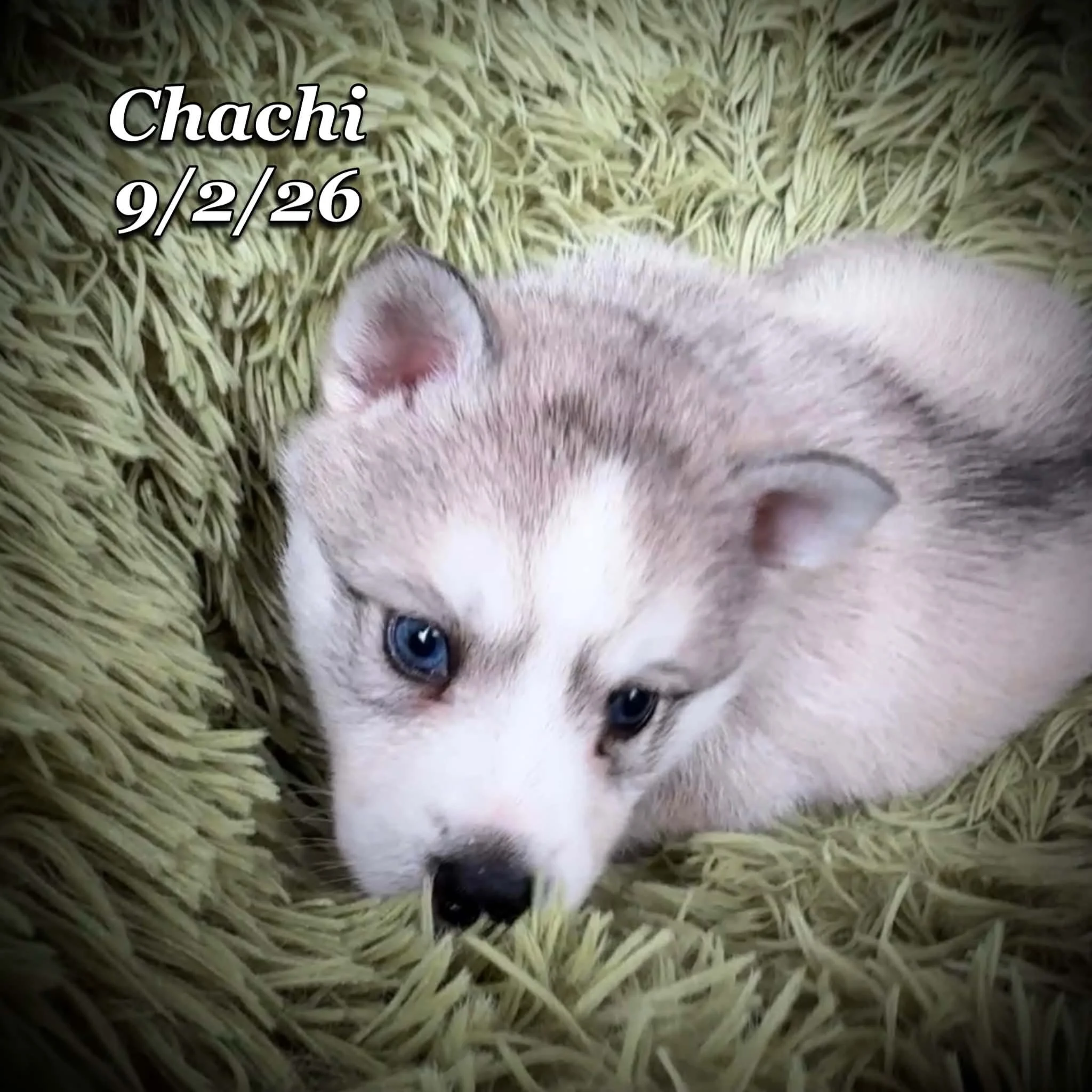 09-02 chachi 74511cf9-6d51-4855-a474-97744e221a78.jfif