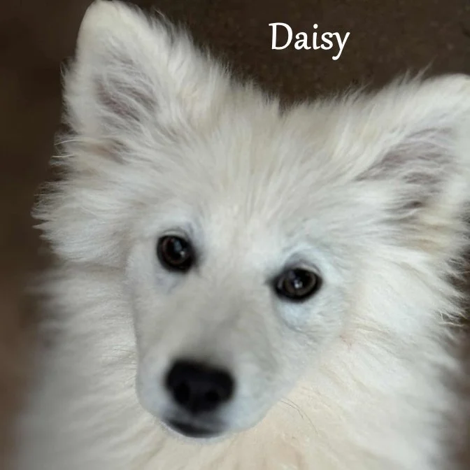 000 - daisy 586250cf-3d2c-4623-96be-7fed616cee35.jpg