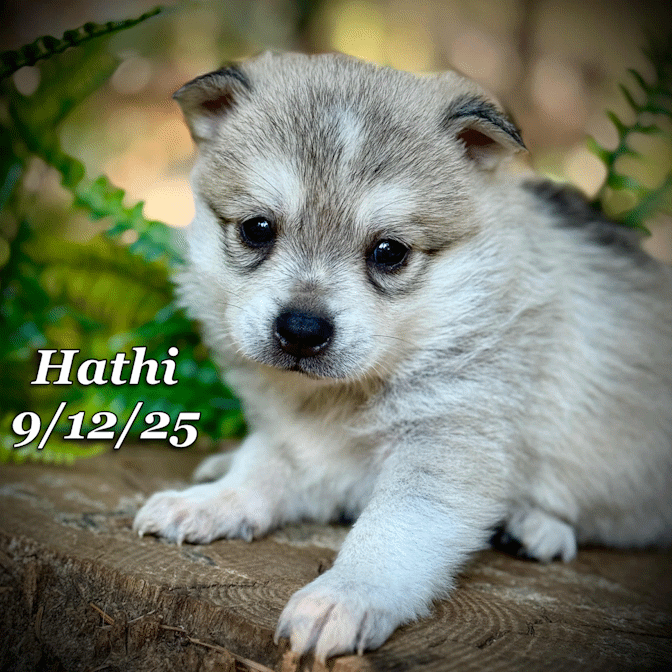09-11 hathi f83ee3f1-298f-455e-871f-068b11f1f2e0.gif