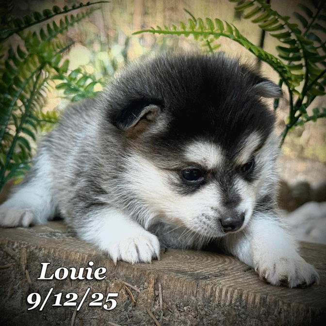 09-11 louie c6811ca7-97a9-4f1f-89ff-71f090d0b32b.gif