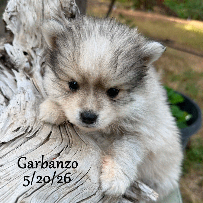 05-20 j garbanzo 31009e7f-7ba4-404e-b7d6-f0722a2cd28b.gif