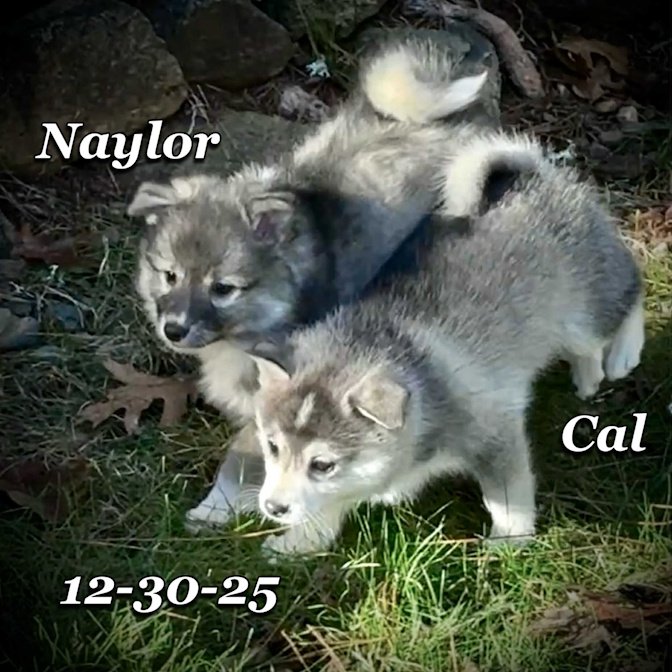 12-30 cal naylor afcd4e1e-e2d1-4b25-9f58-27b37472e780.jfif