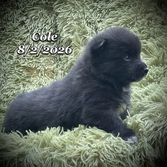 08-02 cole dbc15e64-6897-4834-bc6a-6da1605950dc.jfif
