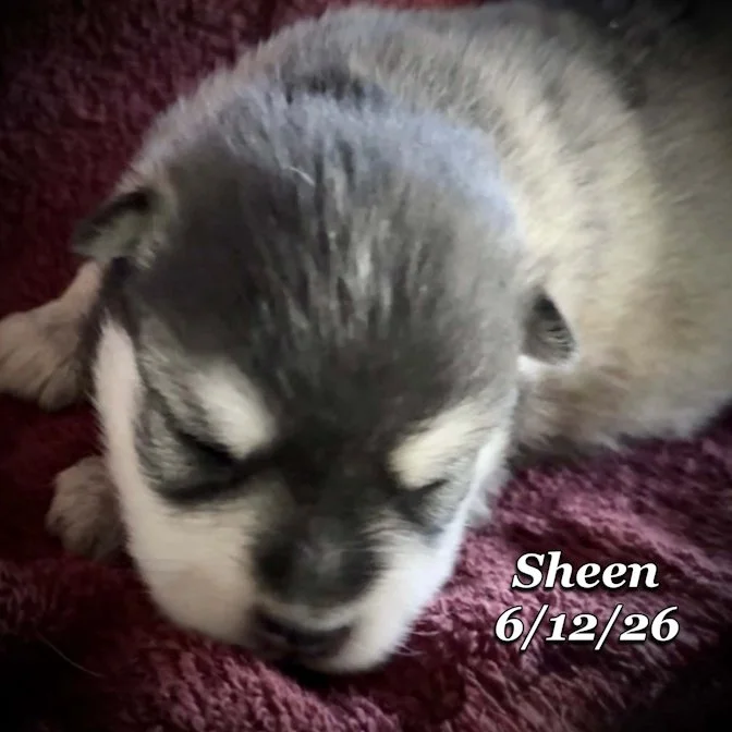 06-12 n sheen 7988283b-4dab-4c35-8e9d-df8e9377bf38.jpg