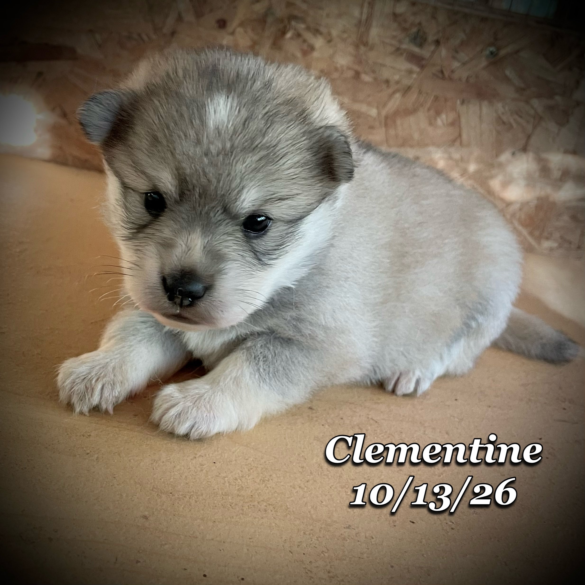 10-13 jd clementine phonto 15.JPG