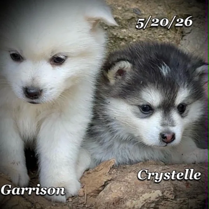 05-20 z crystelle 6a8cc729-ce09-4a45-a478-8d8f3e5c79ec.jfif
