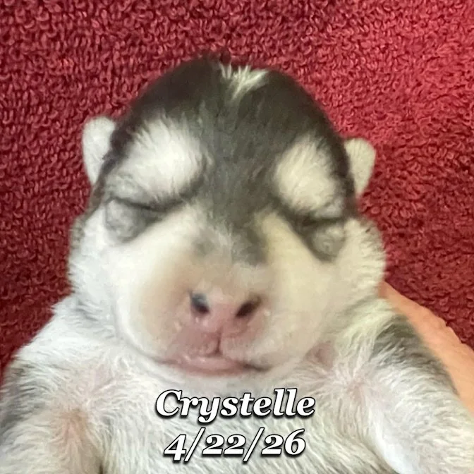 04-22 z crystelle 432d4324-8e8c-43e2-8339-814da3f19257.jfif