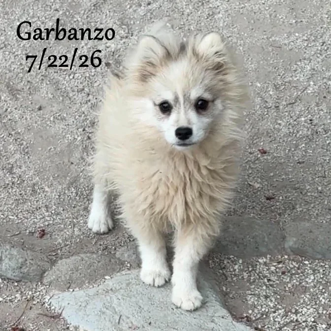 07-22 garbanzo 347fec17-84dd-48fb-b98b-de484d1909f7.jpg