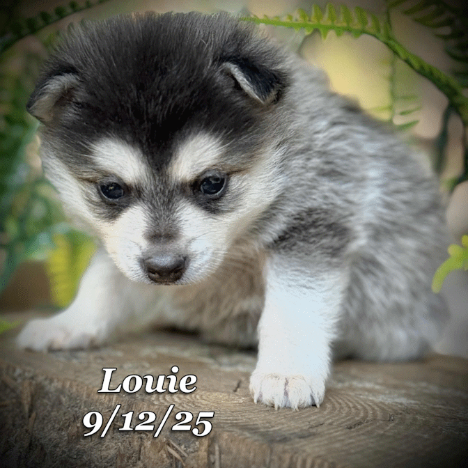 09-11 louie baea5ed5-8066-4604-997a-30bf899a345f.gif