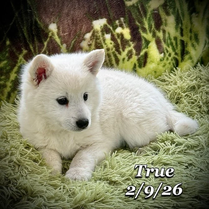 02-09 true 41014ed8-e540-42d1-930d-8a5326ca6f0f.jfif