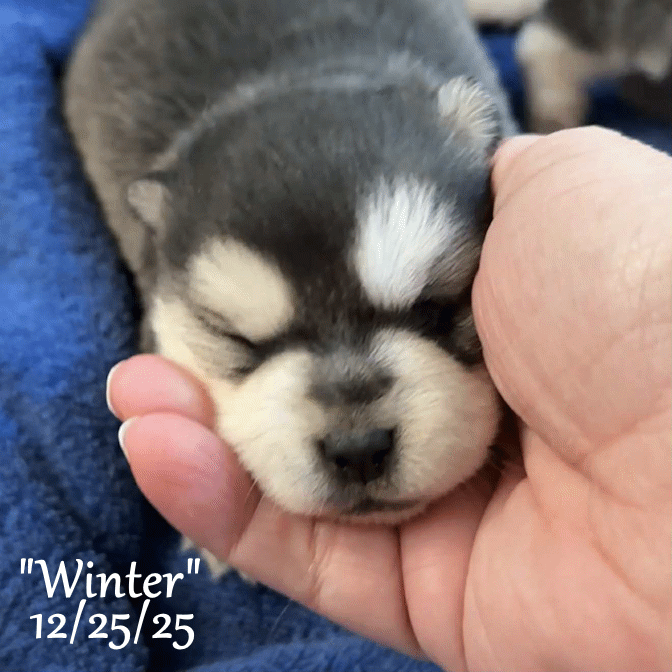 12-25 a winter 16b98b37-7060-4aab-b192-80a866a1dc99.gif