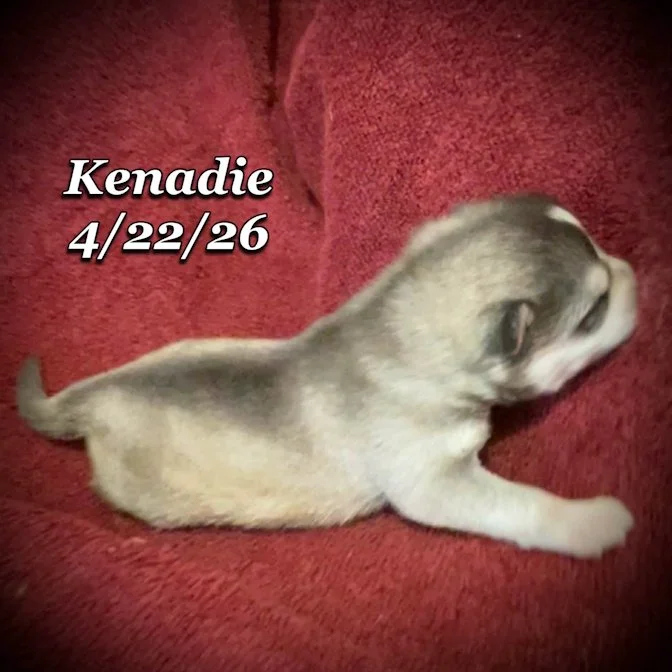 04-22 z kenadie 9e3d488b-fde8-40d8-87f8-3a818cbdce75.jfif