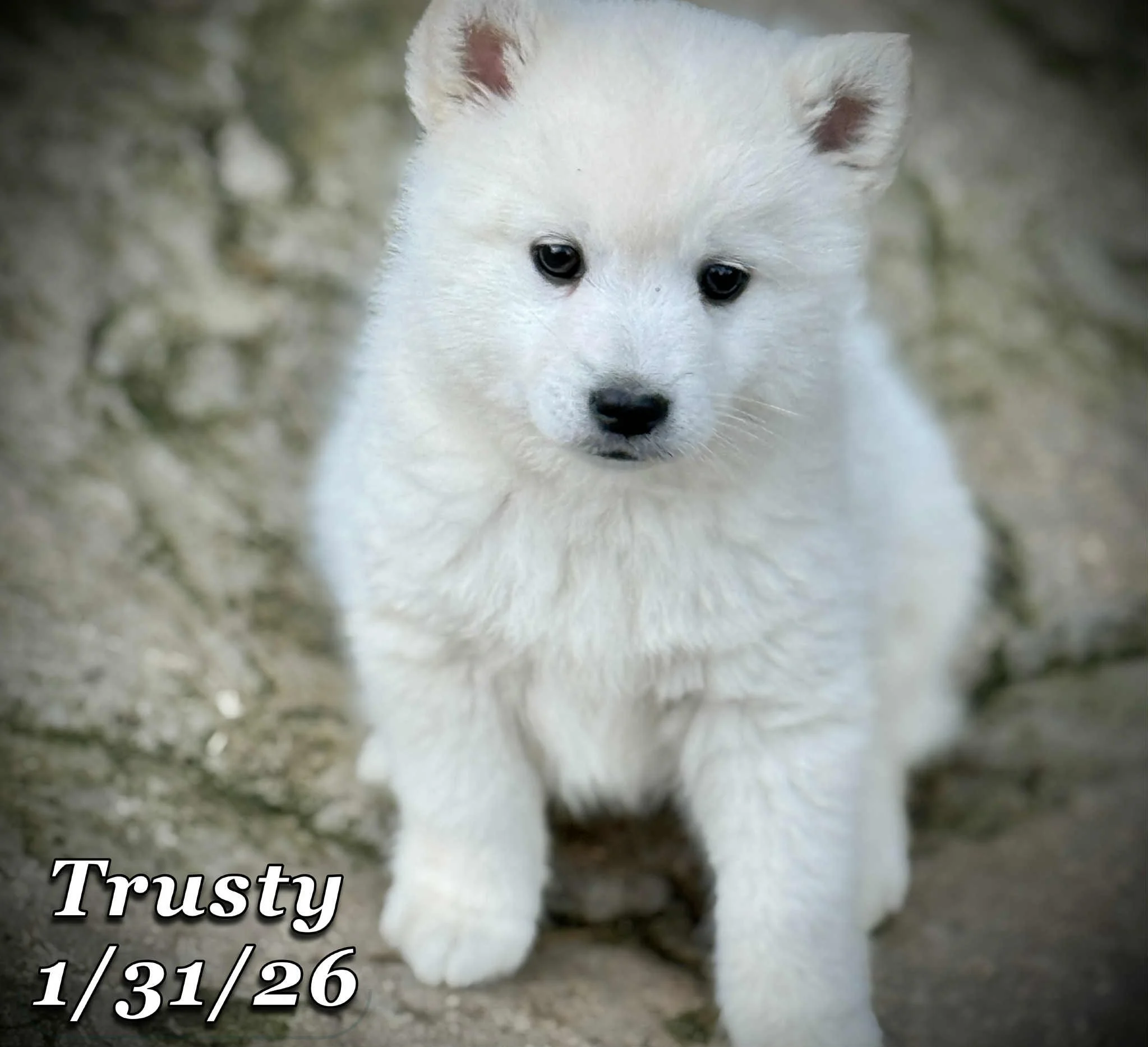 01-31 trusty 44cbf8bc-a48c-4252-9051-76f5a0b934e6.jfif