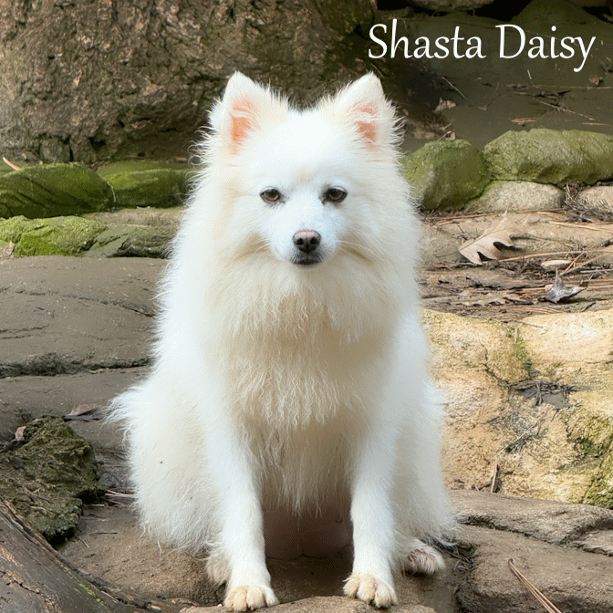 000 - shasta 471b1e1a-793f-49a4-a893-22c49178d6b2.gif