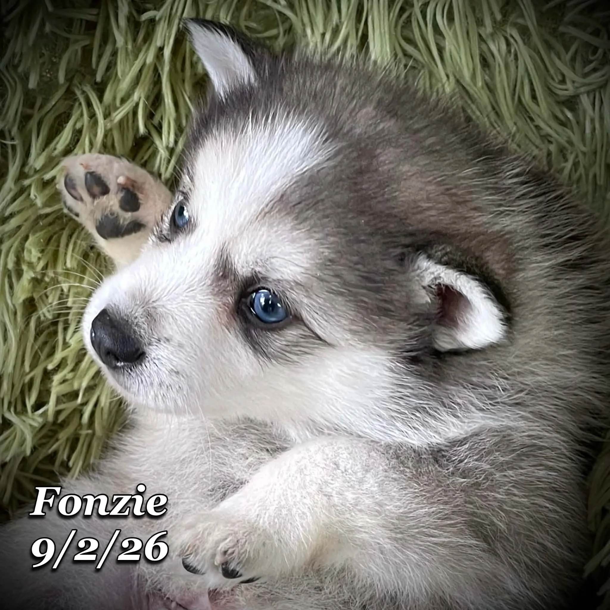 09-02 fonzie 6e222da4-1aee-4e09-8803-404929d4d892.jfif