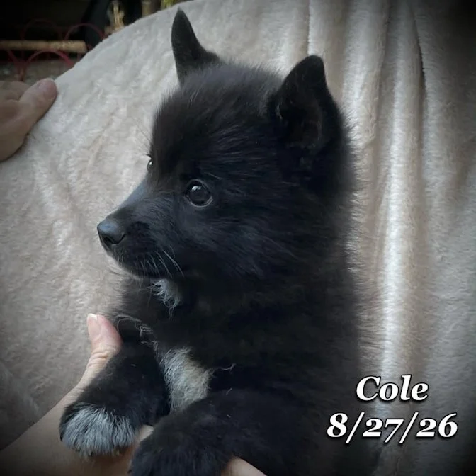 08-27 cole 5a8a9aba-571d-46f1-a596-7f6c309061d2.jpg
