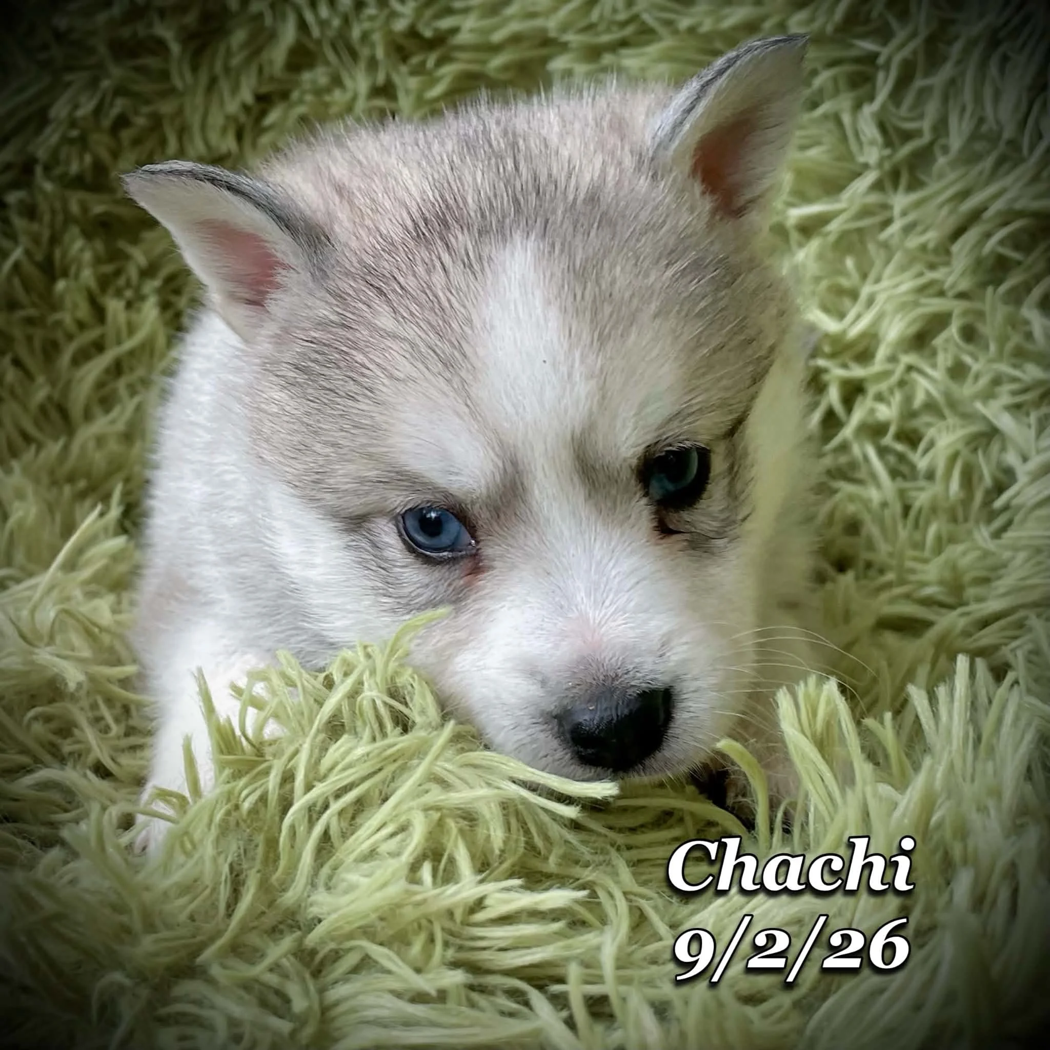 09-02 chachi 8f4b34b6-2daf-4b2c-96ec-58244bf64650.jfif