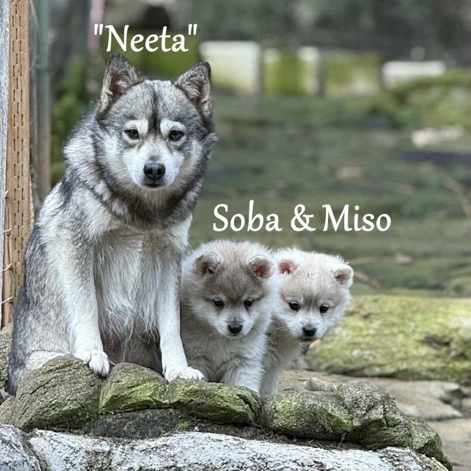 00- neeta 45c2b9a0-d8c4-452a-afac-a2a3171bc3e7.jfif