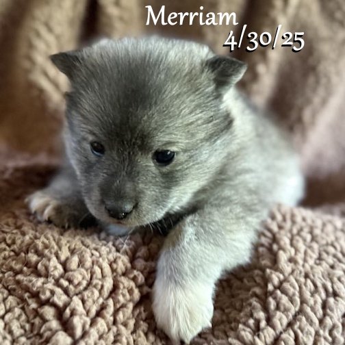 04-30 merriam 99e60bea-77ee-4693-b2a1-fcc46783e88f.jpg