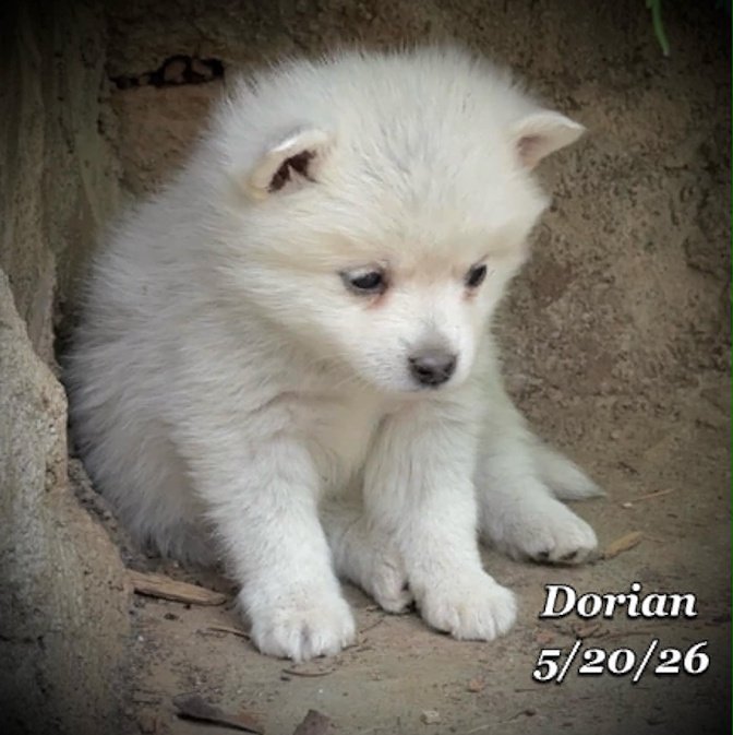 05-20 z dorian 5f5463ad-3a0b-4cfc-9ecb-d1cb4a5fbf67.jfif
