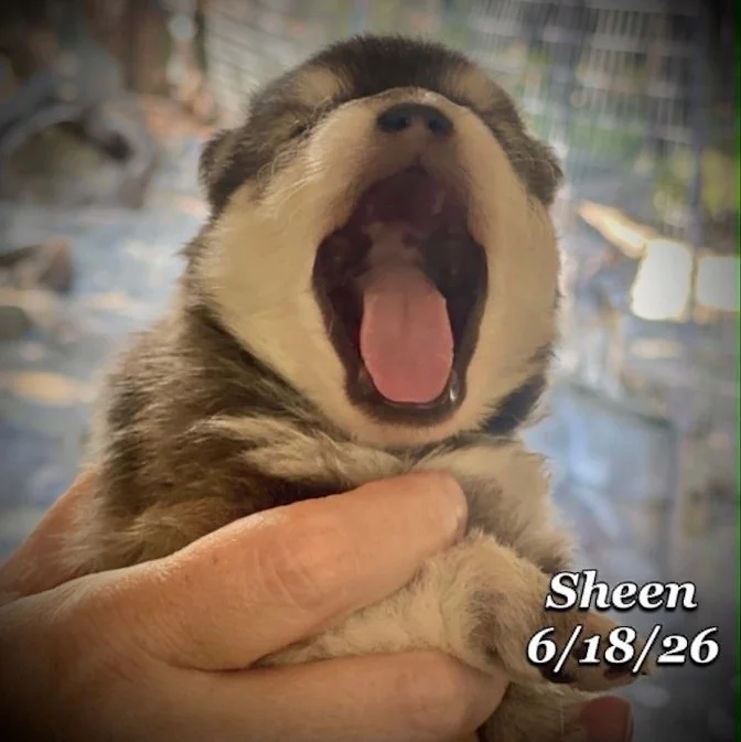 06-18 n sheen 891f0db0-76c3-4635-8cf6-c70b4d608b9f.jpg