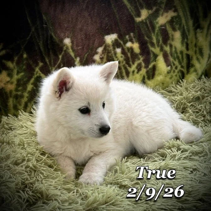 02-09 true 1fc5aa95-237e-4c74-ac12-a984c59708e7.jfif