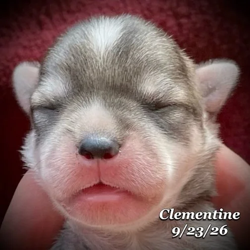 09-23 jd clementine 06.jpg